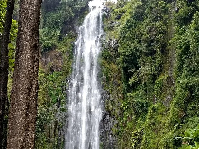 Une belle cascade qui dévale une falaise rocheuse couverte d’une végétation luxuriante.