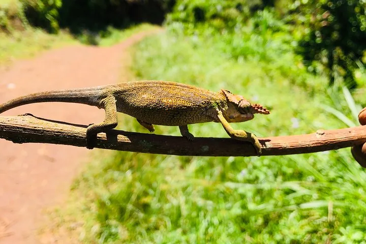 A close-up of a chameleon walking across a thin wooden stick outdoors.