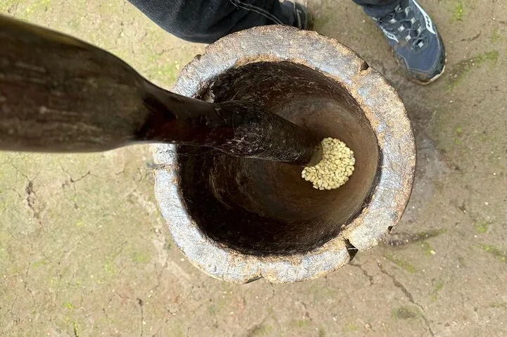Une personne utilise un pilon en bois pour moudre des grains de café dans un mortier.